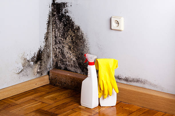Mold Testing and Removal in Ranchos De Taos, NM