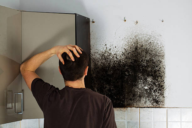 Best Toxic Mold Removal  in Ranchos De Taos, NM