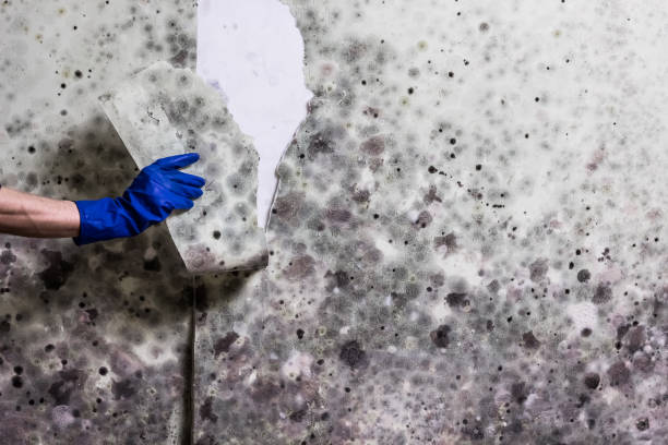 Best Mold Testing  in Ranchos De Taos, NM